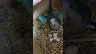 Quaker parrot nest and eggs