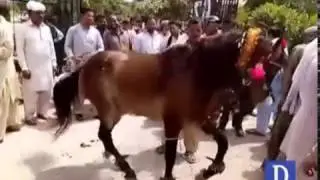 PML-N Celebrations on Panama Case