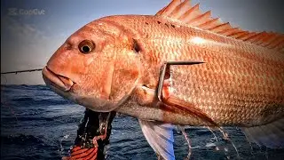 𝕯𝖊𝖓𝖙𝖊𝖝 𝖌𝖎𝖇𝖇𝖔𝖘𝖚𝖘