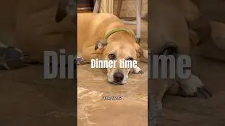 Dinner #dogshorts #doglife  #love #puppy #dog #dogsofinstagram #funny#dogs#babyanimal #doggo