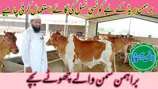 براہمن نسل کی گائے |  کونسی نسل کی بریڈ کروائیں | مکمل معلومات