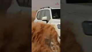 Thank you for trusting Trawey Tours with your desert safari adventure | 2025 wrapped