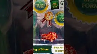 Si&ecirc;u phẩm d&ograve;ng c&aacute; Nemo Fire độc lạ.