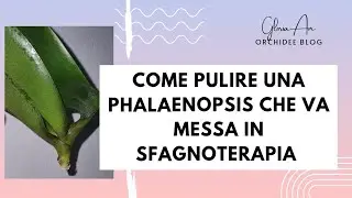 Come deve essere pulita una pianta phalaenopsis che va messa in sfagnoterapia