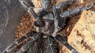 Housing my New Mexican Black Velvet tarantula