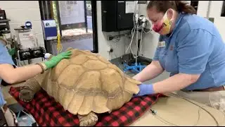 Live from Sac Zoo with a tortoise exam!