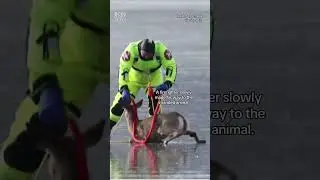Deer rescued from ice in Washington #shorts