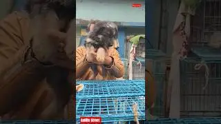 Pet Market Kolkata 😍/lowest price puppy dog/Gallif Street dogs #shorts #viral #dog #dogs #doglover