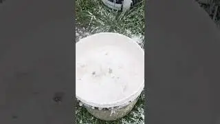 Reaction of lime with water/Chunna .