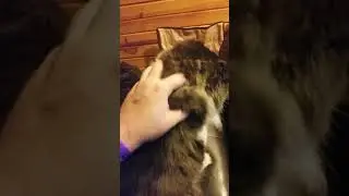 Live streaming on MegaNidge
