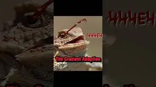 The Weirdest Animal Ability?