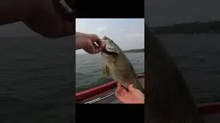 Новое видео уже несколько дней доступно! Заходите посмотреть! #рыбалка #шорты #fyp #ловляокуня #рыба