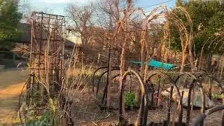 mulberry branch arches in vegetable garden