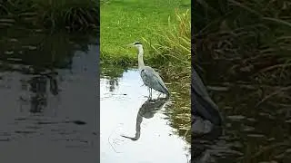 Сіра лелека #heron  #reiher