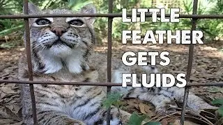 Daily Big Cat - Little Feather Gets Fluids
