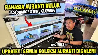 UPDATE!! CHANNA AURANTI HASIL HUNTING DARI ANAKAN SAMPAI JUMBO BOS BOS QU