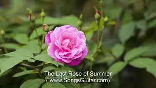 The Last Rose of Summer | Irish-Song & Lyrics