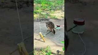 Cluckin' clever chicken trap in action! 🐔💡 #ChickenTrap #FarmLife #DIY #HomesteadHacks