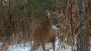 Caught on Camera: The Secret Night Life of City Wildlife