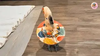 He Lost His Home for Being Too Loud—Now This Cockatoo Fills One With Song