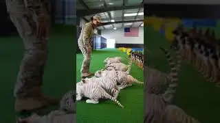 Tiger Cubs Train with Military Precision #DogTrainer #WhiteTigers #MilitaryTraining