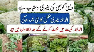 Cauliflower nursery available.