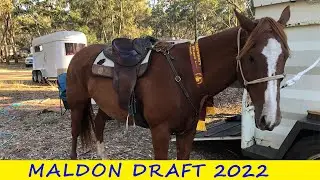 Maldon Campdraft 2022 - baby horses, ribbons & mistakes