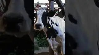 THE COW  had to be milked #shorts