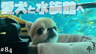 【犬旅行】下田海中水族館ッ!!愛犬と水族館で素敵な思い出ができました!!【ティナ】