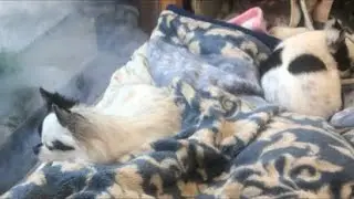 休日午前は窓辺でまったり⁉️ほぼ無言配信で失礼します🙇ちゃいぽぽ【チワワ】Tube がライブ配信中！