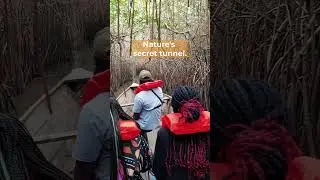 Journey into a Secret Mangrove Tunnel in Togo | Mono River Pirogue Tour #westafrica