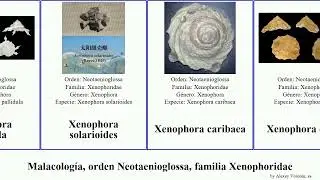 Malacolog&iacute;a, orden Neotaenioglossa, familia Xenophoridae xenophora mollusca granulosa crispa You