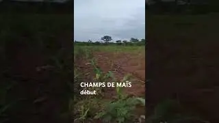 Projet Mali : culture de ma&iuml;s 🌽