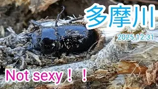 【採集納め】多摩川 河川敷 ヒラタ 材割り採集 2025.12.31［ ヒラタクワガタ 、 クワガタ 、 川崎 ］