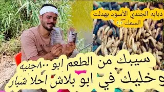 سيبك من الطعم ابو 800 جنيه وخليك في ابو بلاش احلا شبار احمر علي ودنه 🐋