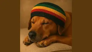 Dog reggae for relaxing at home