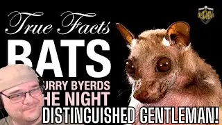 True Facts Bats, The Science of The Hunt by Ze Frank - Reaction