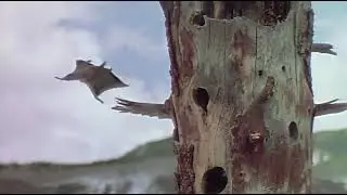 Flying Squirrel Cheats Death  | Escape from Mountain Lions!