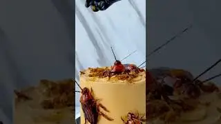 Decorating a cockroaches cake 🎂 #shorts