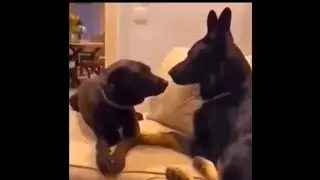 Cats and Dogs funny videos 🤣 #pets #dog #1million #2025