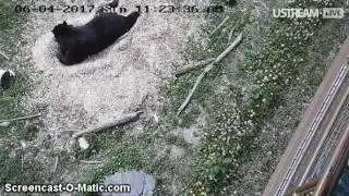 Lucky in the Cedar Chips ~~ 6/4/2017