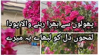 some true and natural feelings and this sharing dedicated to gardening lovers only #beautiful #art