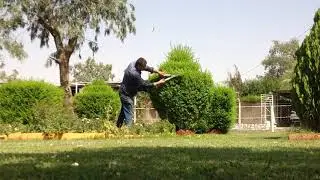 ✂️شجرة الياس