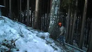 stihl 261vs. kůrovec