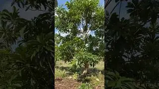 Diferencias entre un &aacute;rbol de semilla y un &aacute;rbol de injerto #mamey #zapote #plantas #fruit