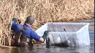 Dead geese removed near Lubbock water treatment plant amid bird flu outbreak