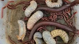 I scratched the ground and found giant millipedes and big beetle larvae!