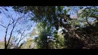 Florida WMA Bear chilling up a tree