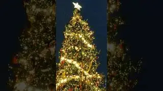 СуперЕлка 15сек #2023 #saintpetersburg #cristmastree #christmas #новыйгод #streamer #санктпетербург