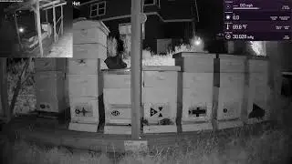 Apiary Live Stream